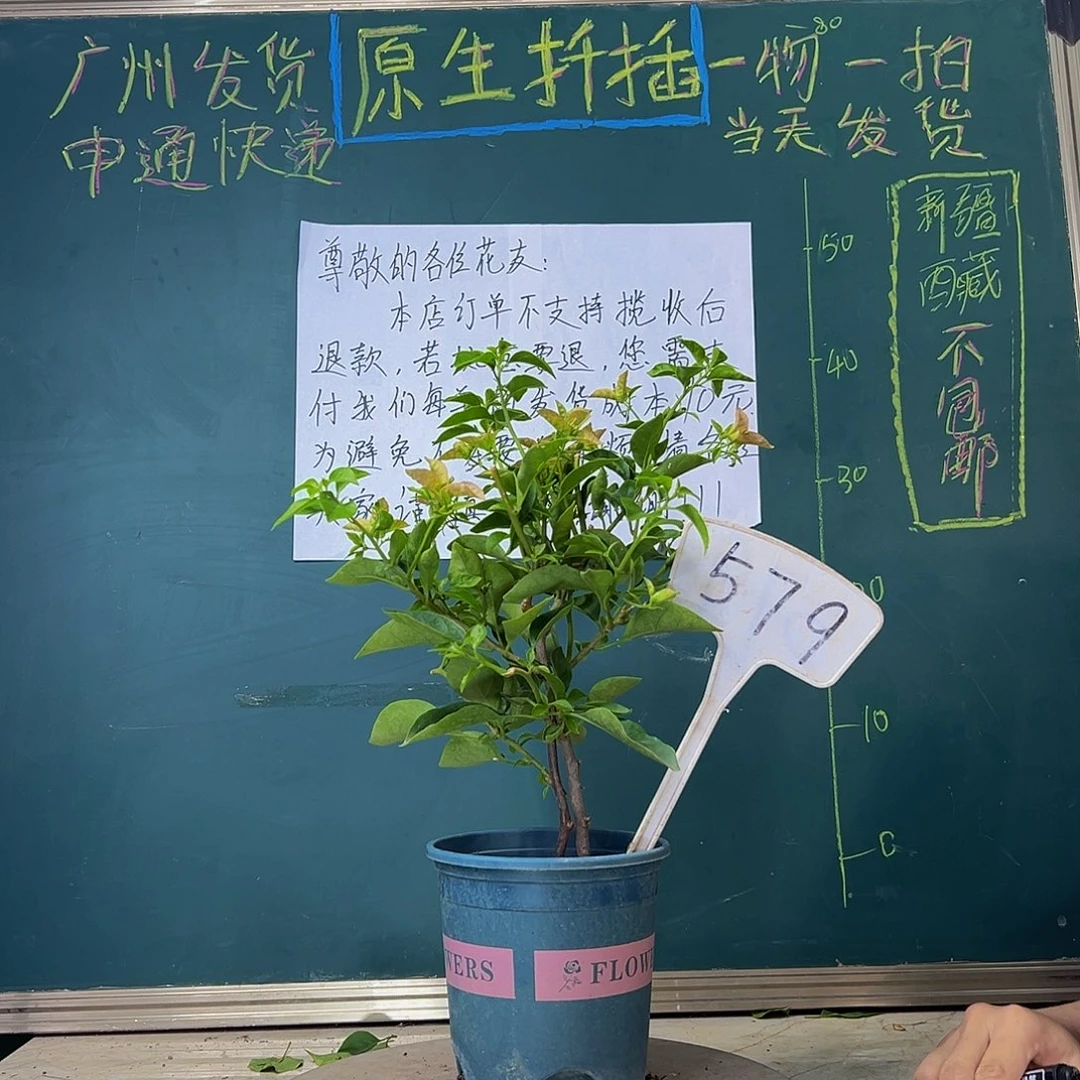 当前无花栽培后可以开花  卡亚塔  579