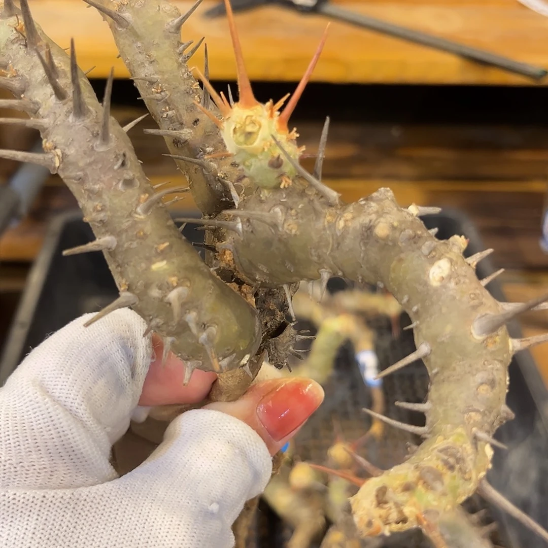 汤圆植物刺月界哈