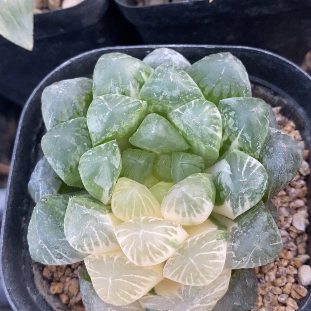 一颗实生玉露锦。