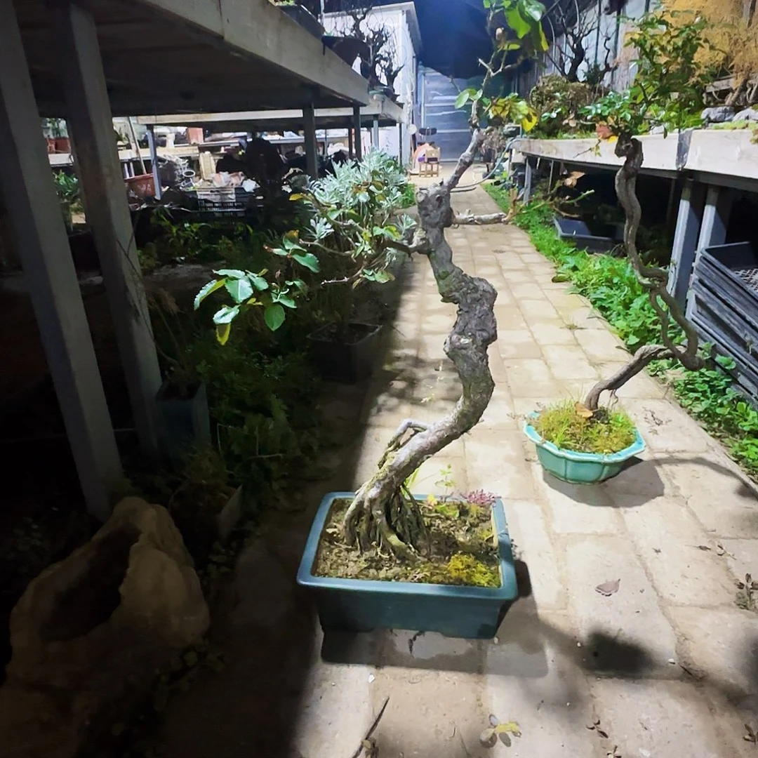 ༄***࿐无花朵月季带盆包邮