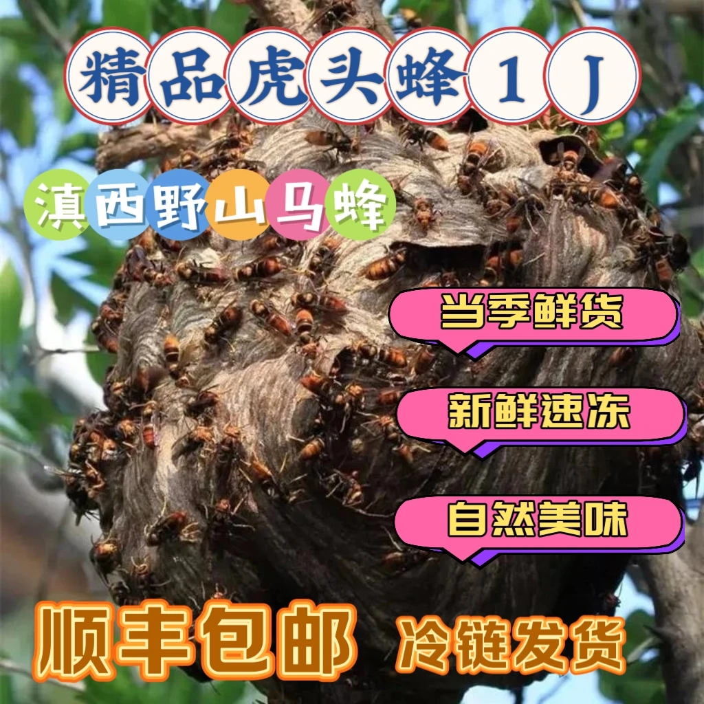 【虎头蜂1级蜂蛹】新鲜冷冻马蜂金环虎头蜂地蜂土蜂出售