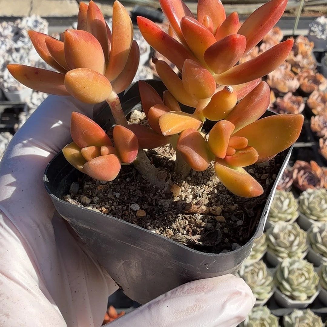 7106公分无砍加州落日满20包邮