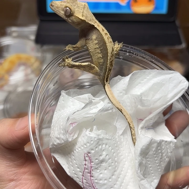 睫角守宫超黑底奶油母8g