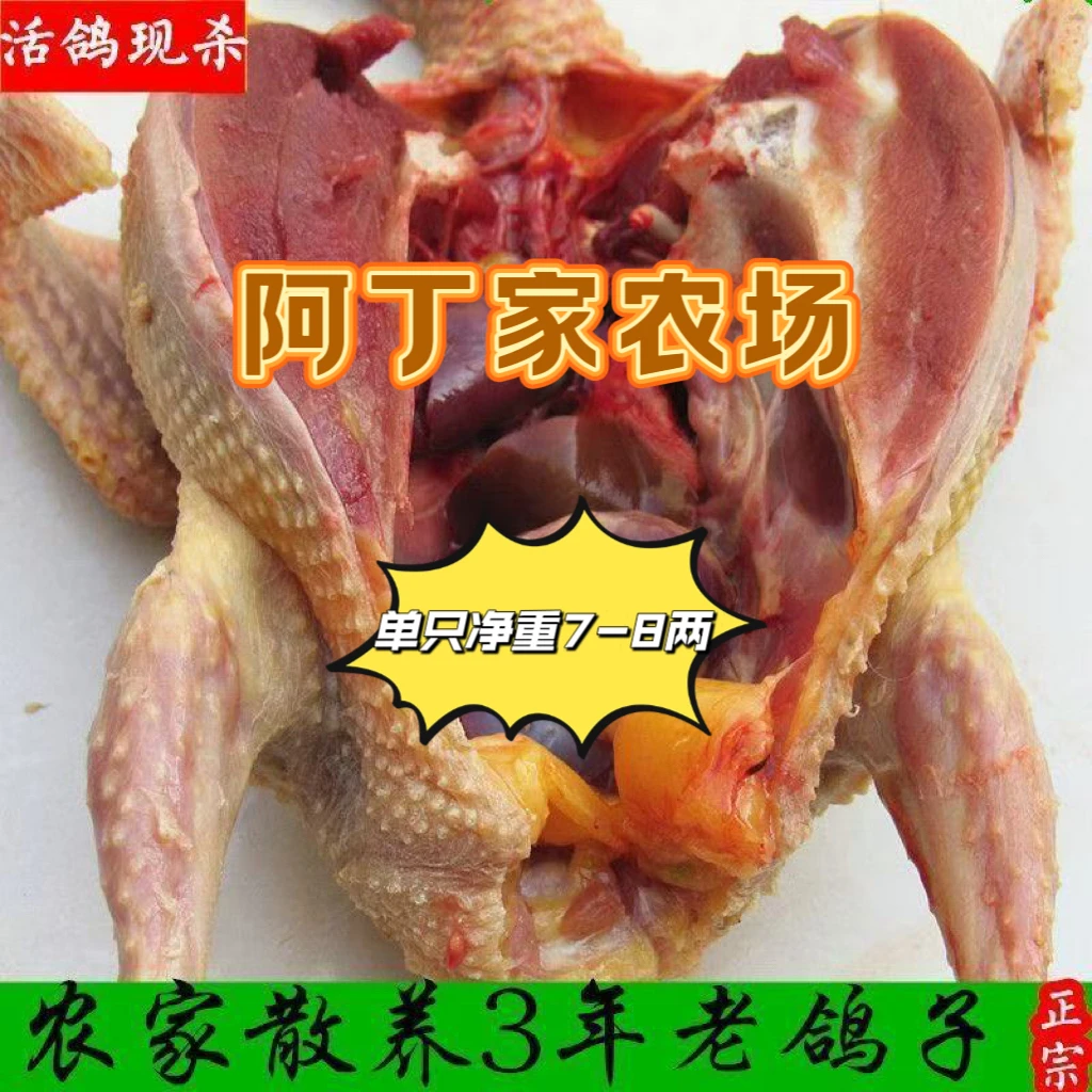 阿丁散养三年鸽（买三送一）五谷杂粮喂养现杀鸽子单只7-8两顺丰