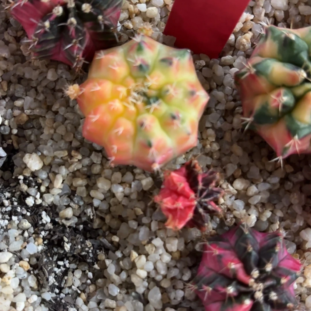 280-1208泰国发货多肉