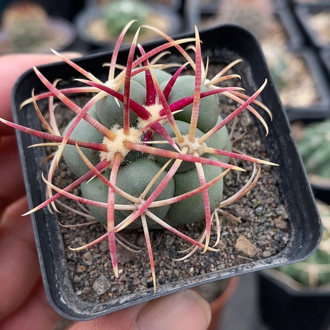 实生  高木绯冠龙3.5公分左右一物一拍