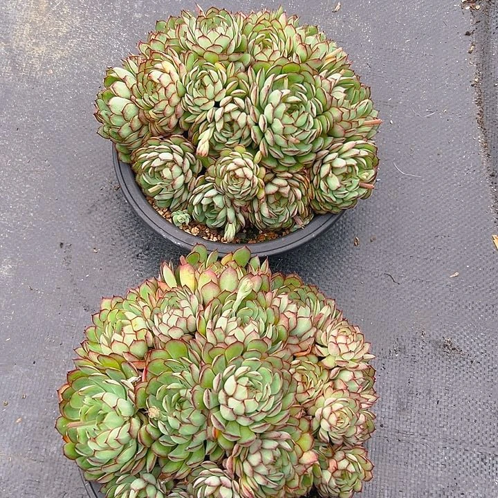 梦幻玫瑰，满18包邮