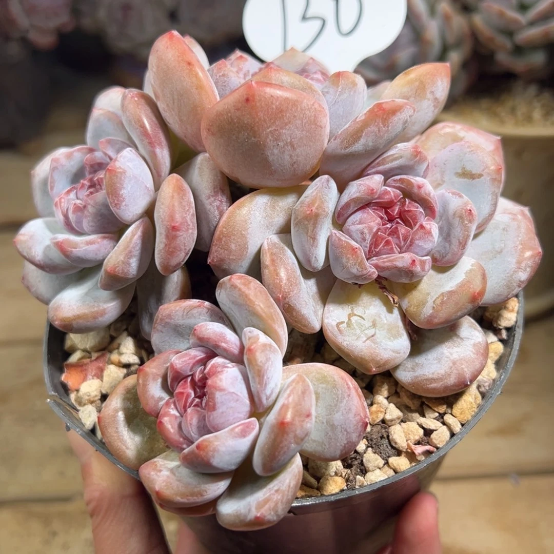 四头趴地糖心满满圆脸