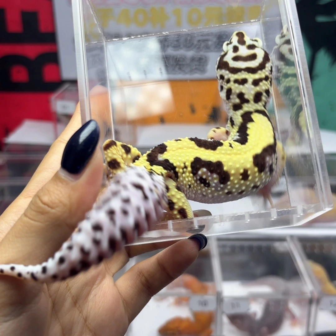 豹纹守宫土匪妹妹P65