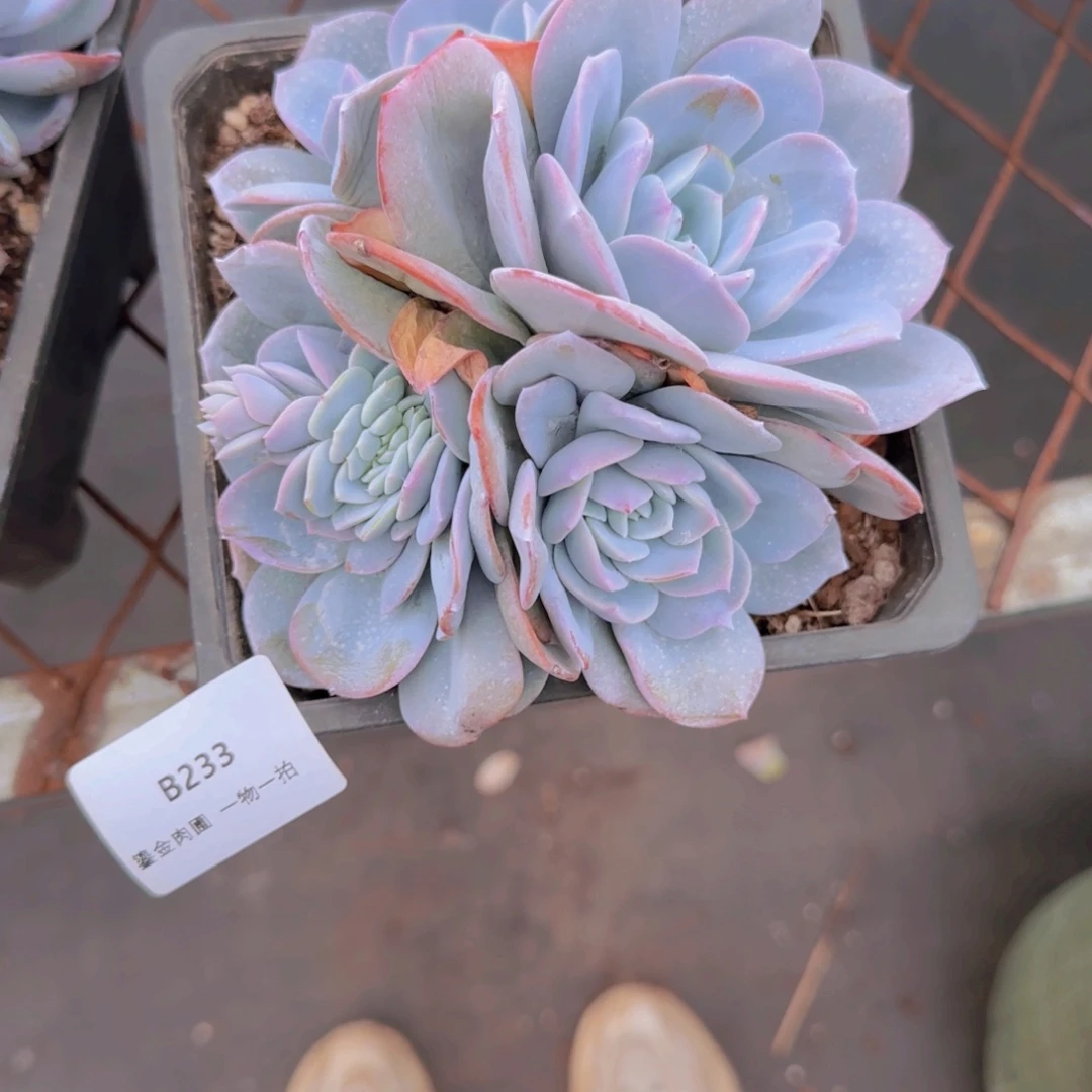 哈***7B233奶茶4头分心