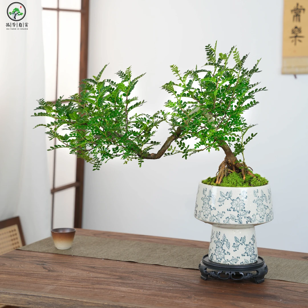 悬崖清香胡椒木盆景新中式室内桌面摆件绿植花卉盆栽鲜活