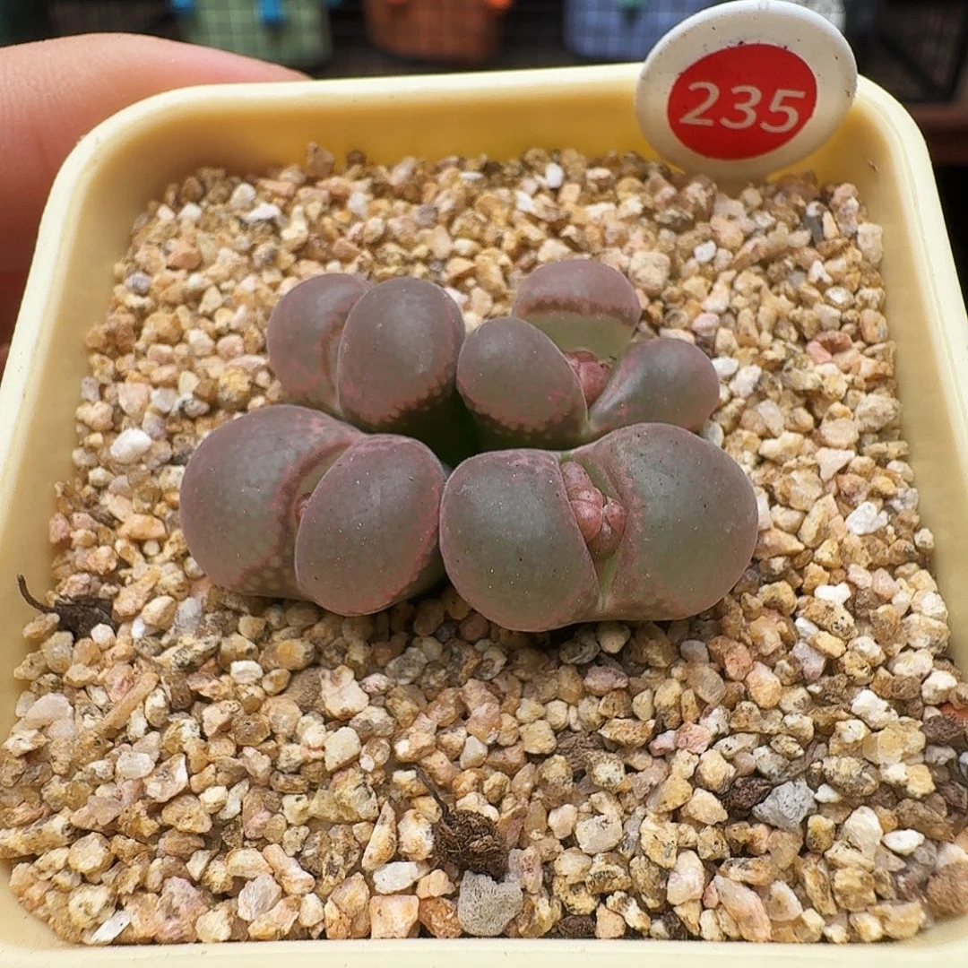 多肉植物福利风铃235