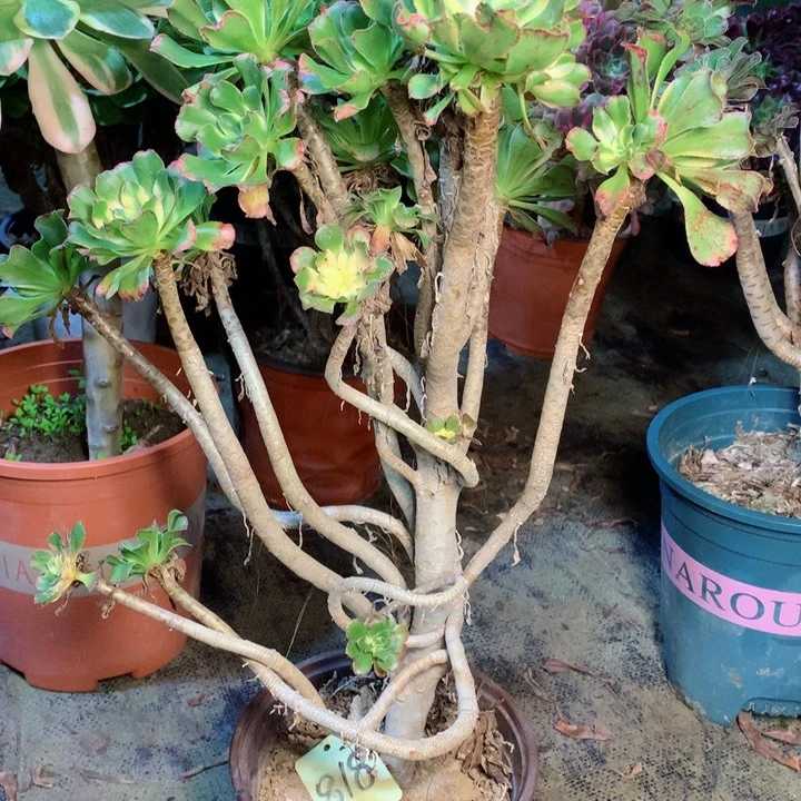 818艳日伞多肉一物一拍