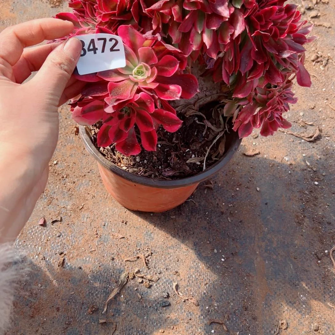 我3472 号多肉法师新年福利