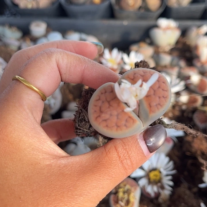 623号88888888888888