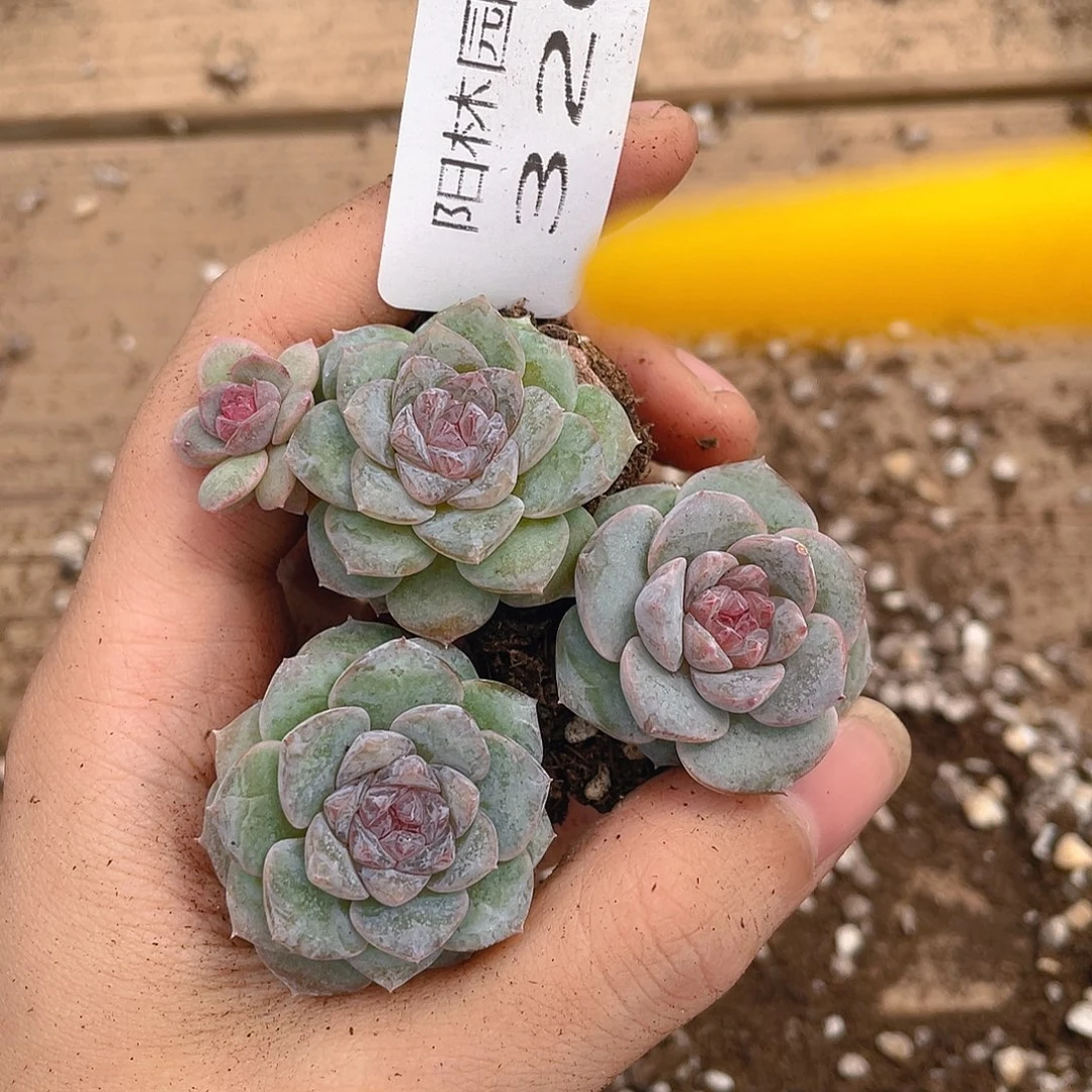 多肉植物多肉植物320