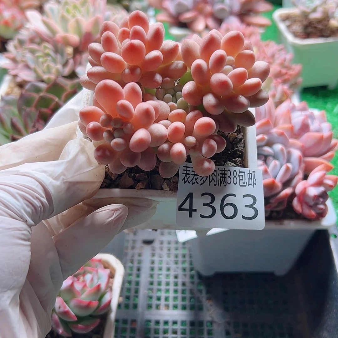 无花朵多肉一物一拍植物4363
