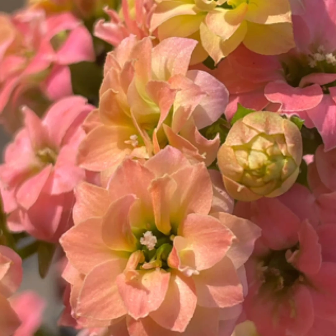 昊景130盆新水蜜桃长寿花