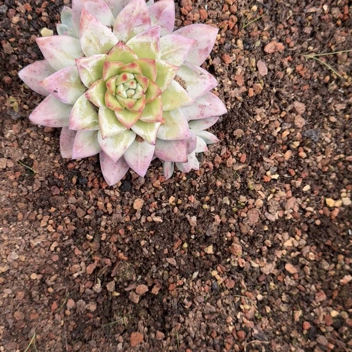 卡系10号多肉植物