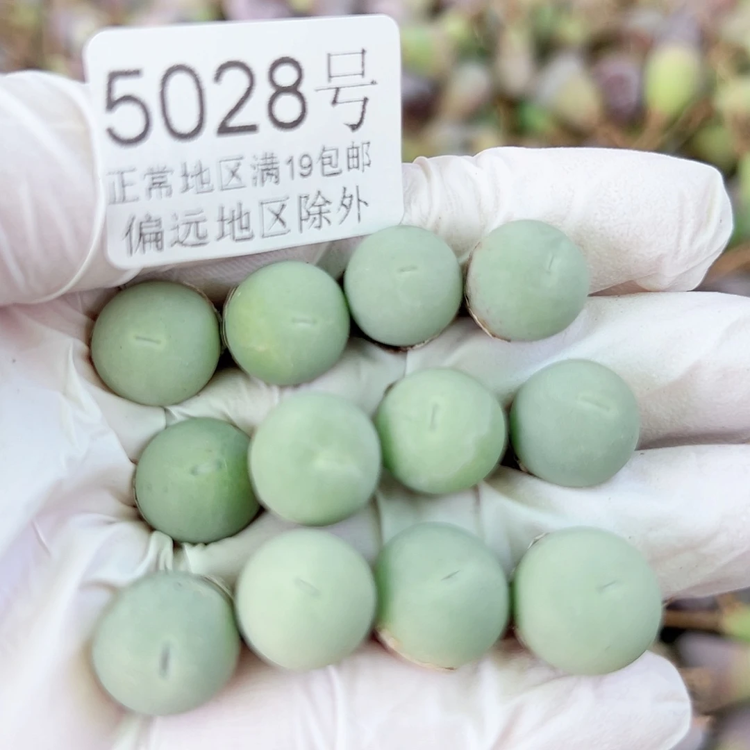 5028两年鸽子蛋12个1cm左右比较小特价处理