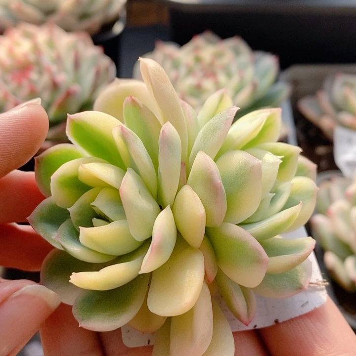 草莓冰锦底座2个腹轮