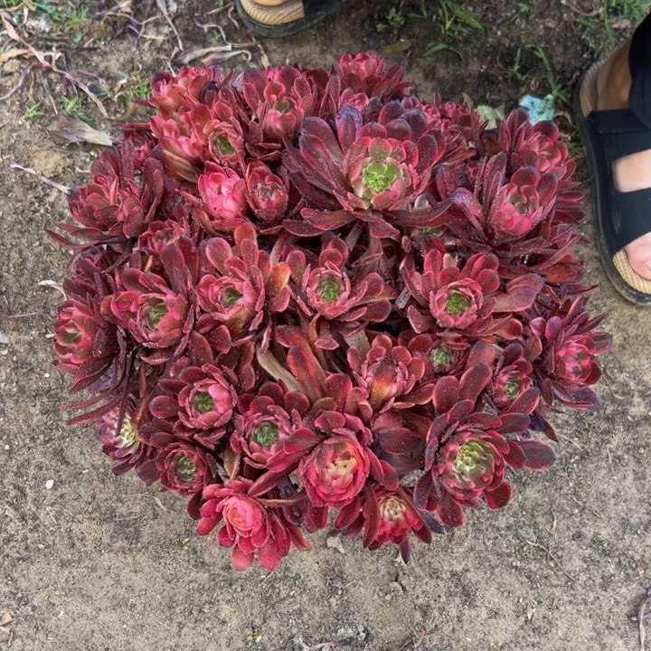 39.9十里红妆一棵