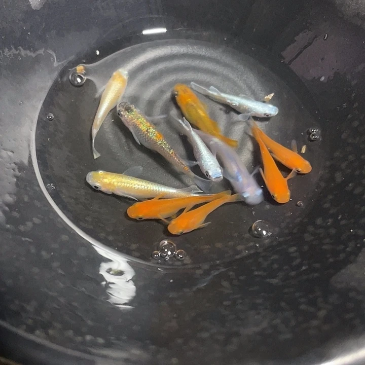 青鳉鱼随机观背青鳉