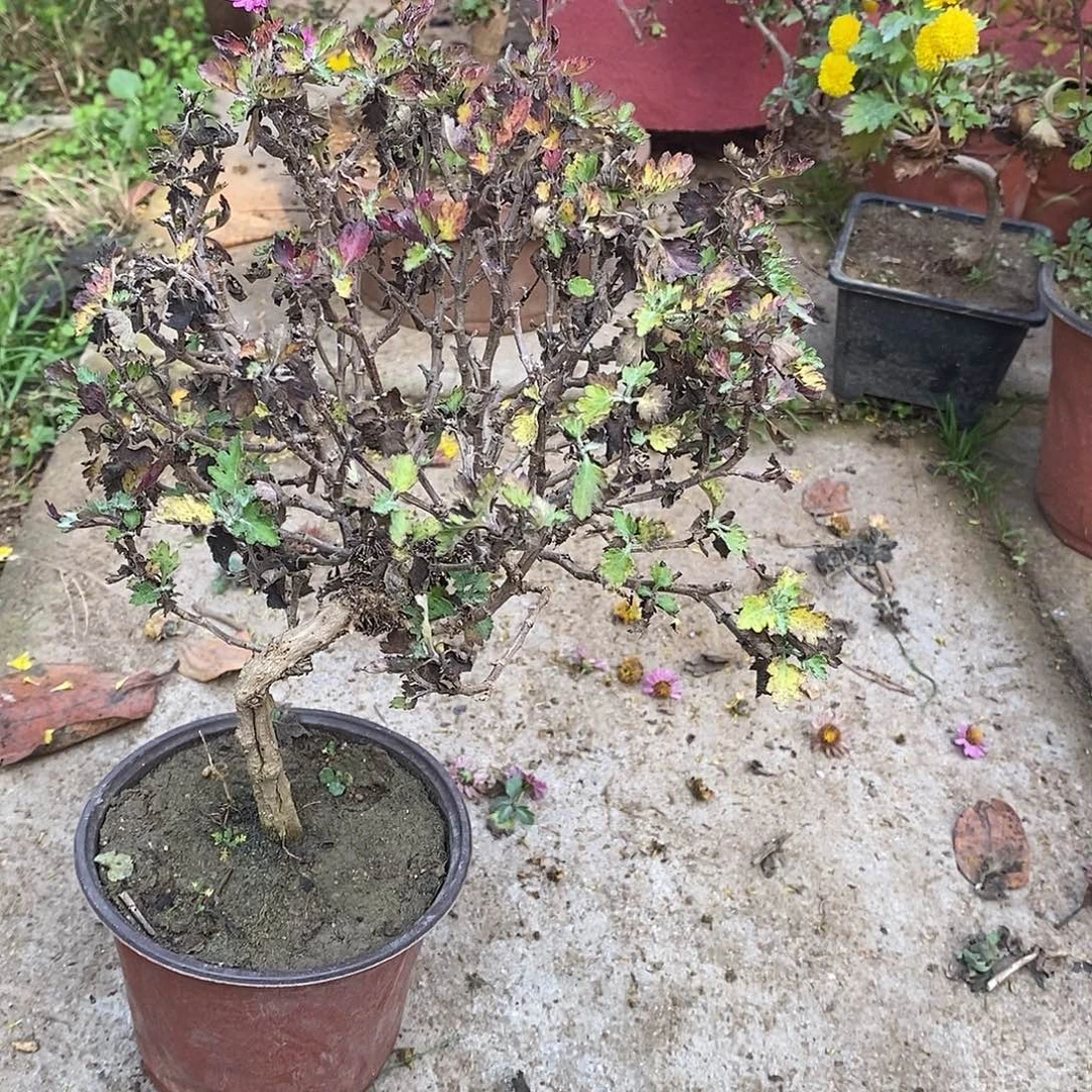 雨***落完全开放盆景菊花