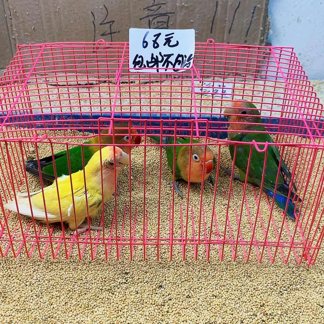*****虎皮鹦鹉牡丹一如