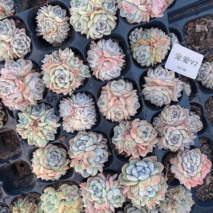 直播福利一物一拍92