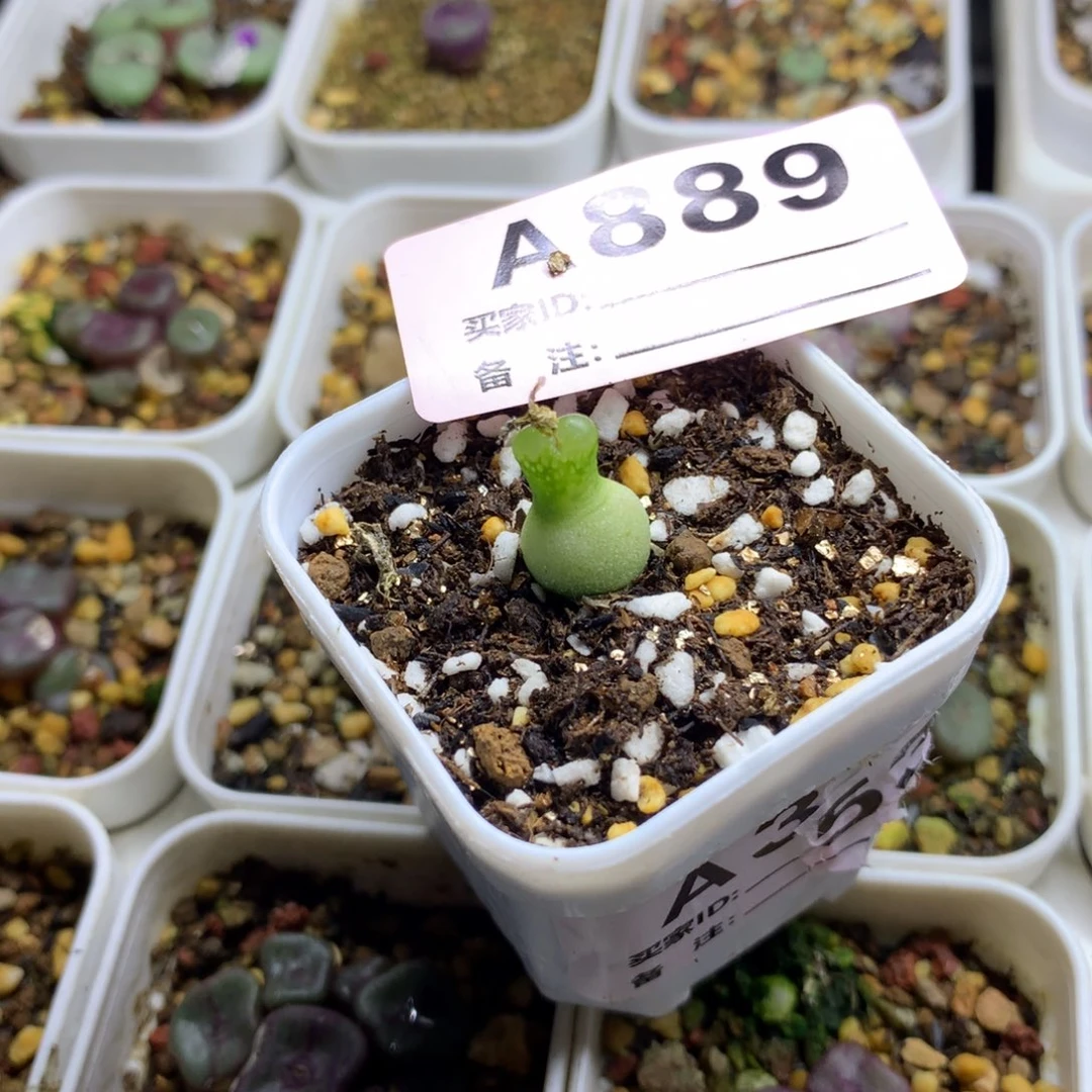 L****Ha889大型小葫芦一颗