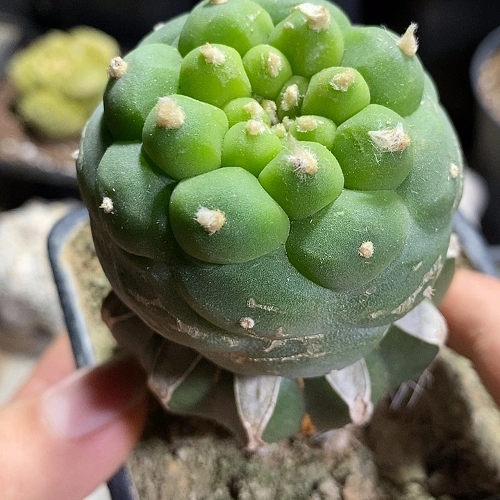 苗接凸疣海鲜。548号