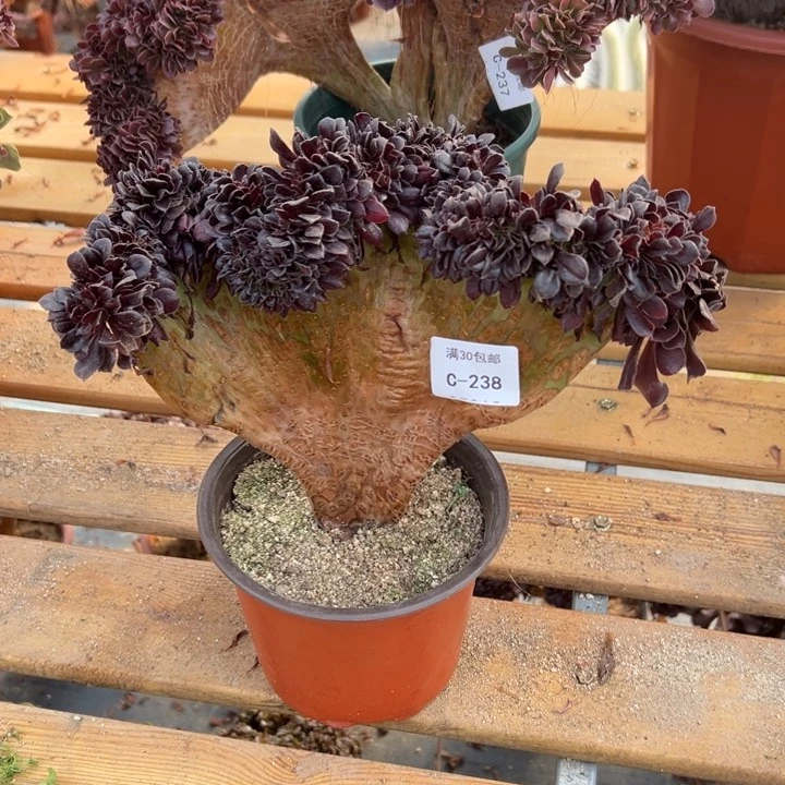 238 欧紫缀宽度26 公分不售后