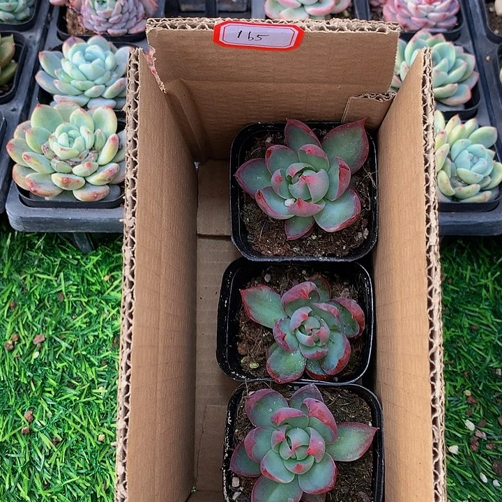 A165惊鸿仙子多肉