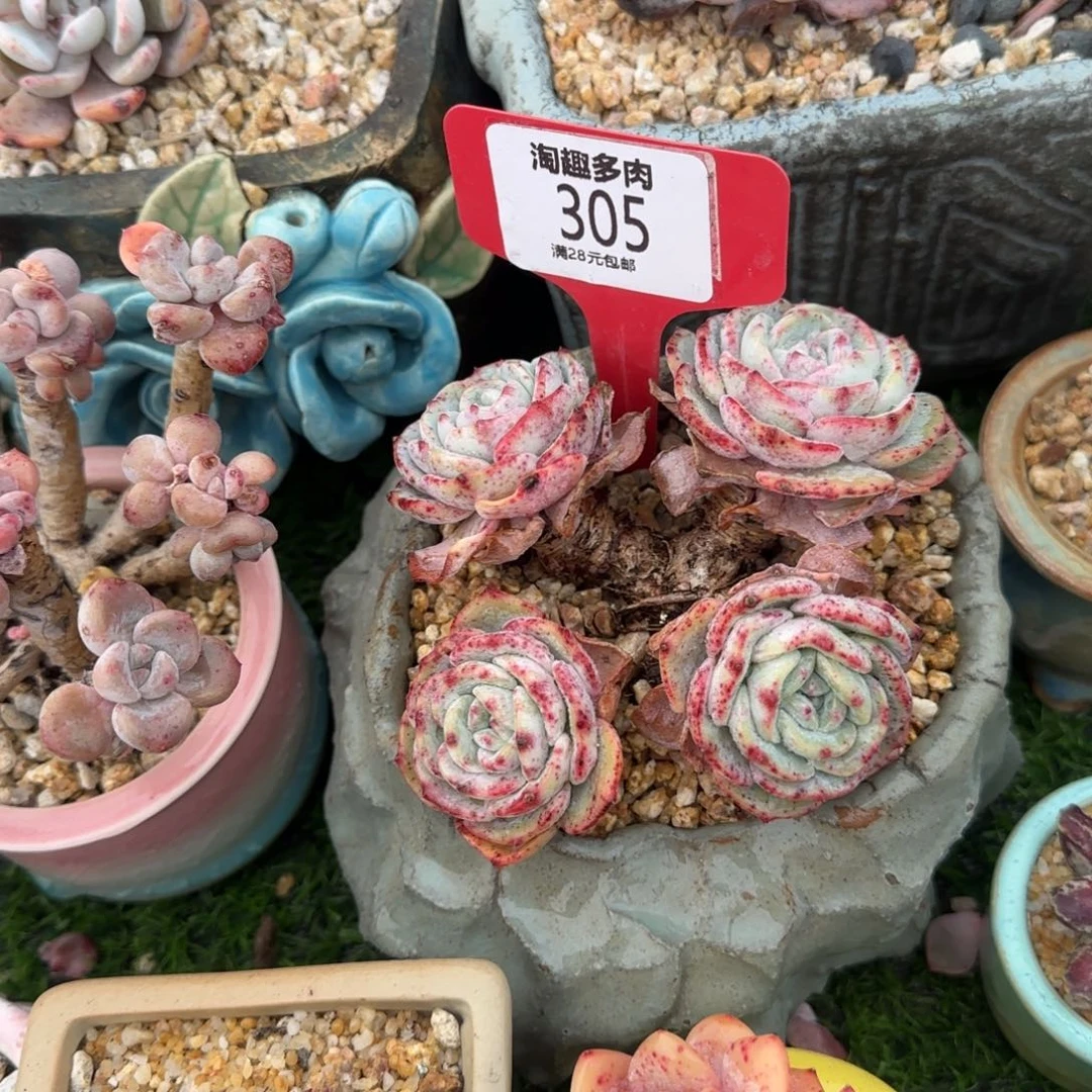 野*多肉植物日系补漏风