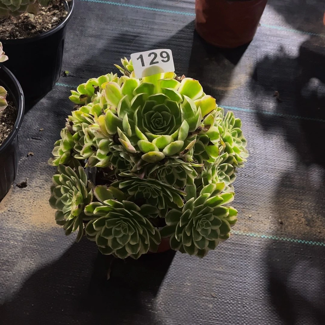 桂*海仙一物一拍129