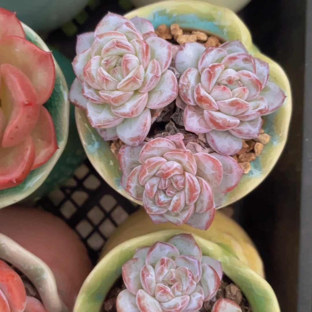 维特7.5公分999999999