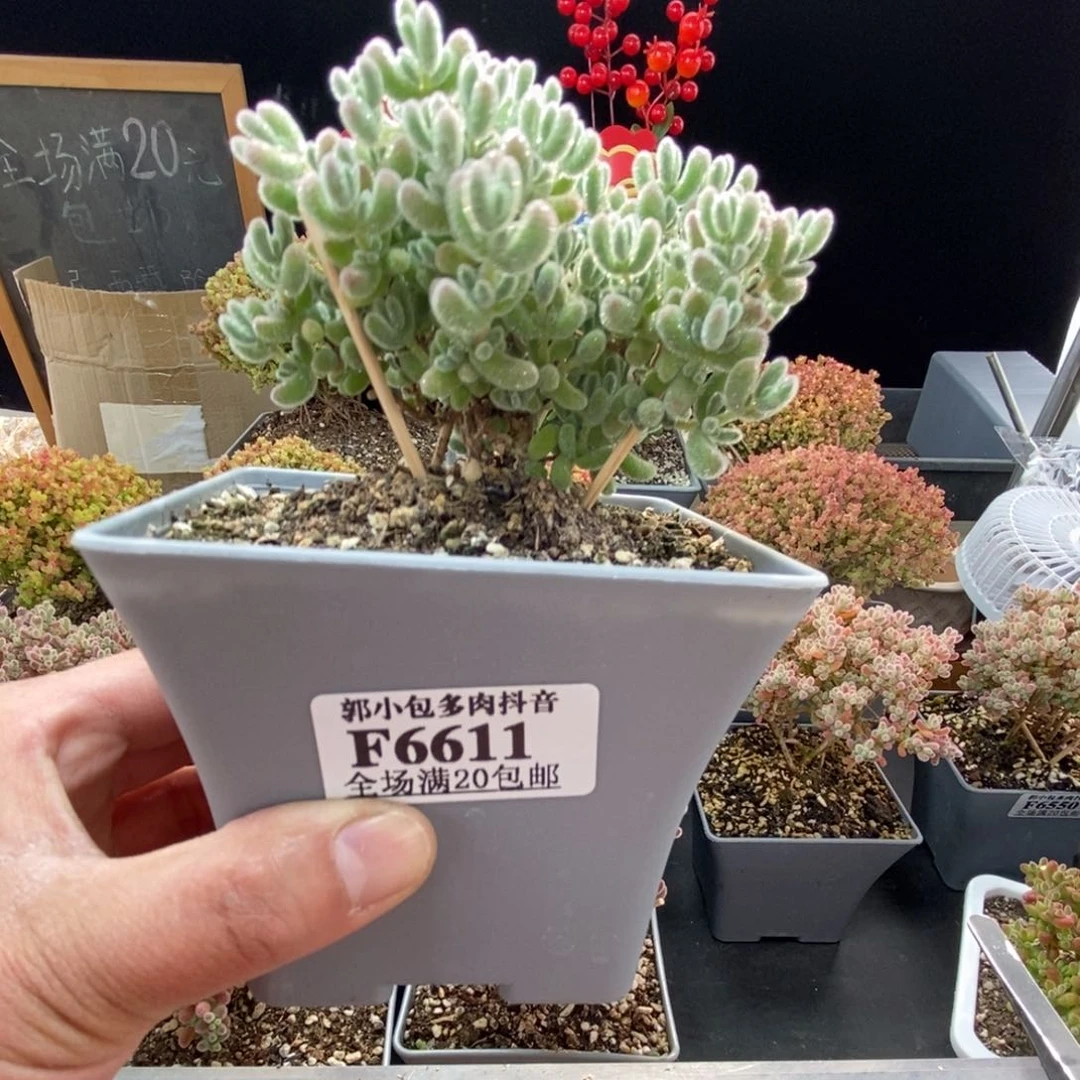 梧*6611冰晶十厘米盆