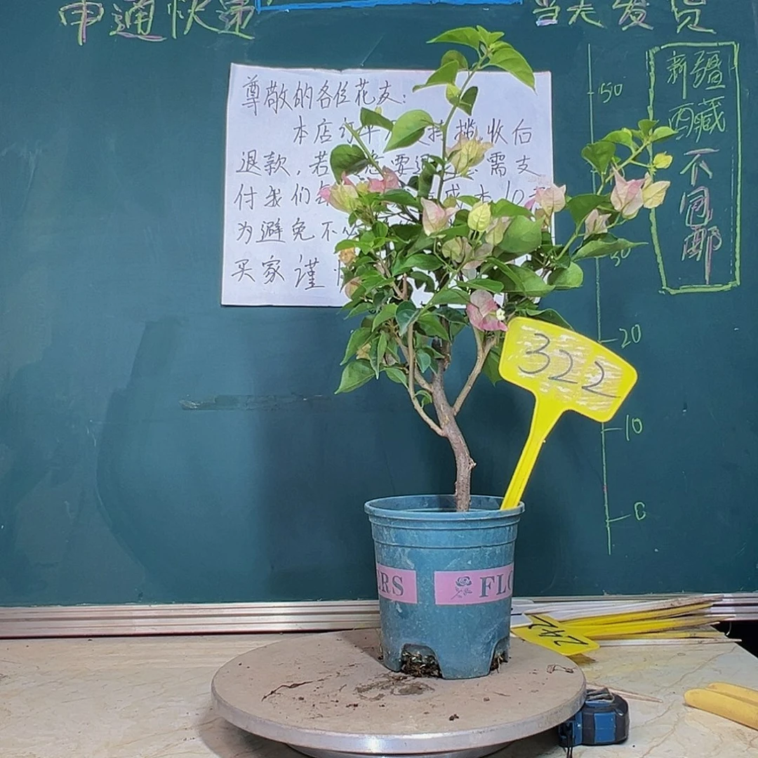 当前无花栽培后可以开花小画报 322