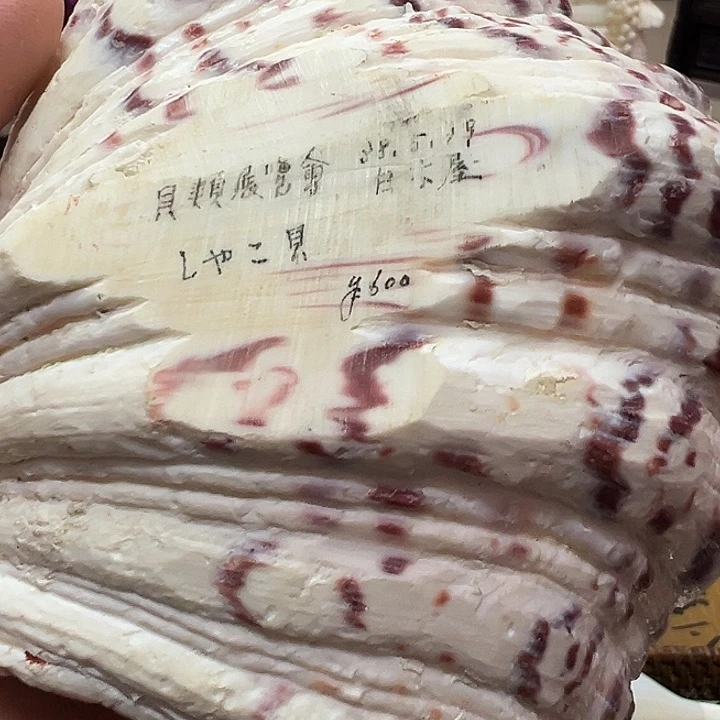 瓷片瓷器瓷器瓷器排气爬爬爬山