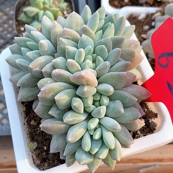 多肉植物大叶奶糖623