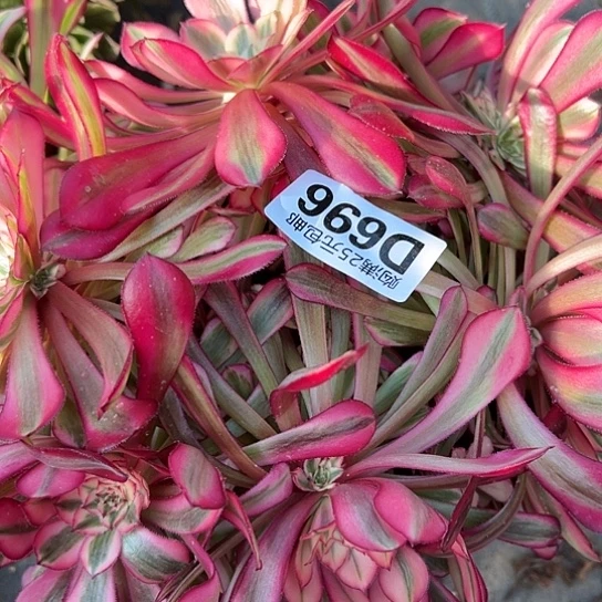 停多肉植物一个法师