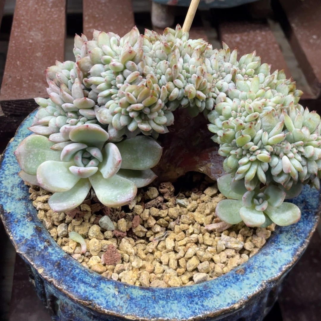 星影缀化小树底切150