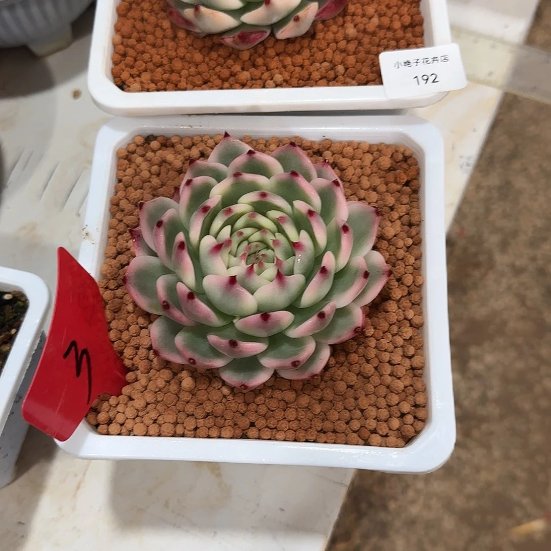 鑫**卉192两颗吉娃娃锦多肉植物