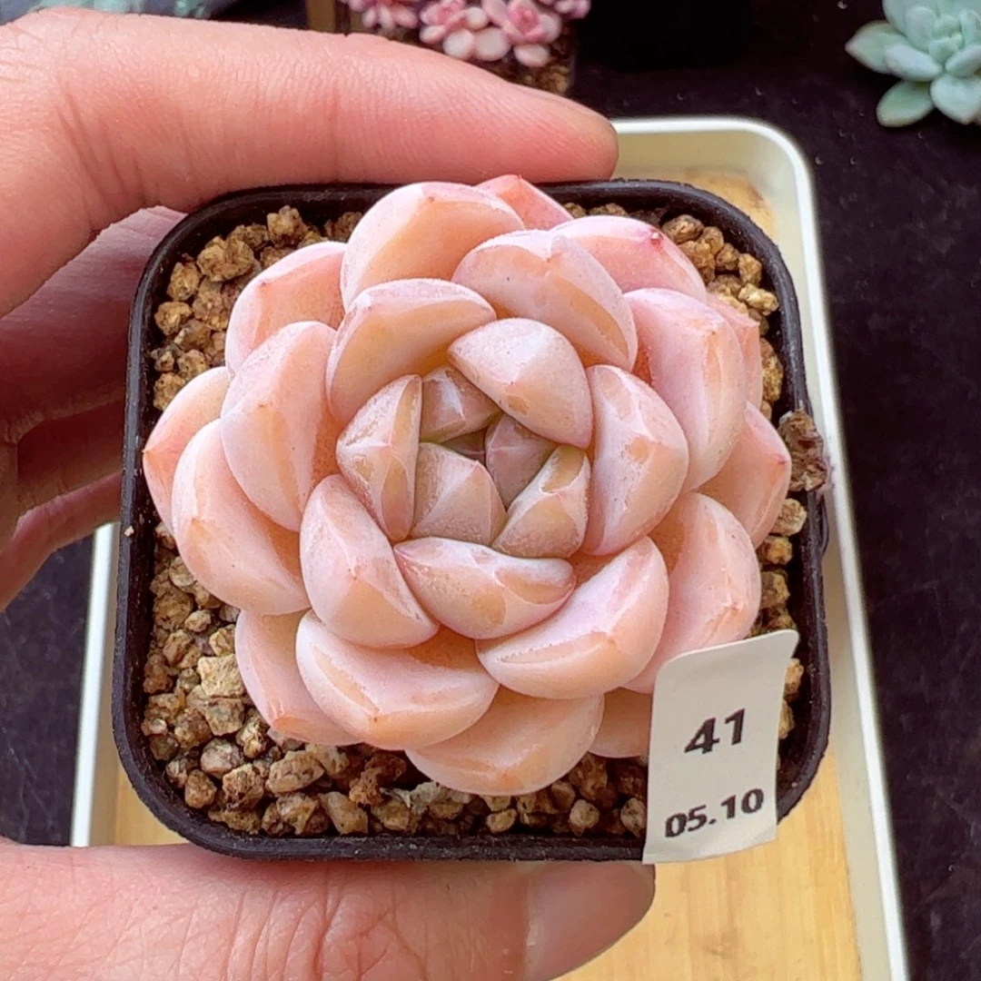 好好看41、哈哈哈哈