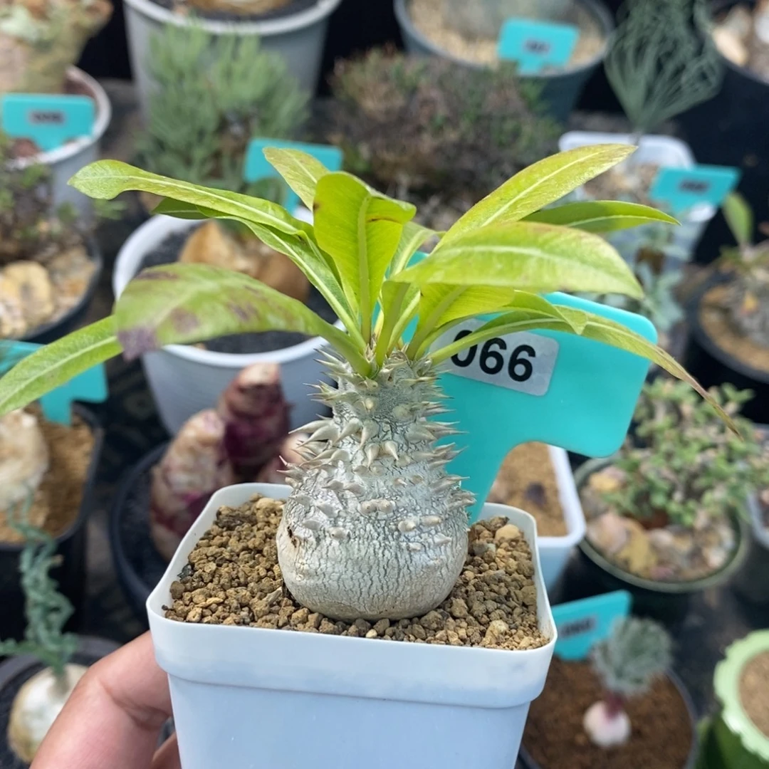 慧比大黑多肉植物