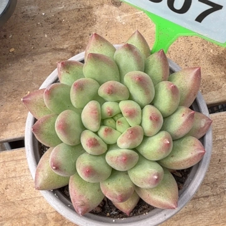 米其林一物一拍607