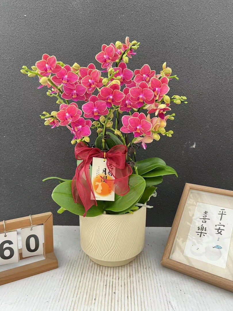 （金边玲珑）桌面款艺术造型蝴蝶兰组盆高端花卉