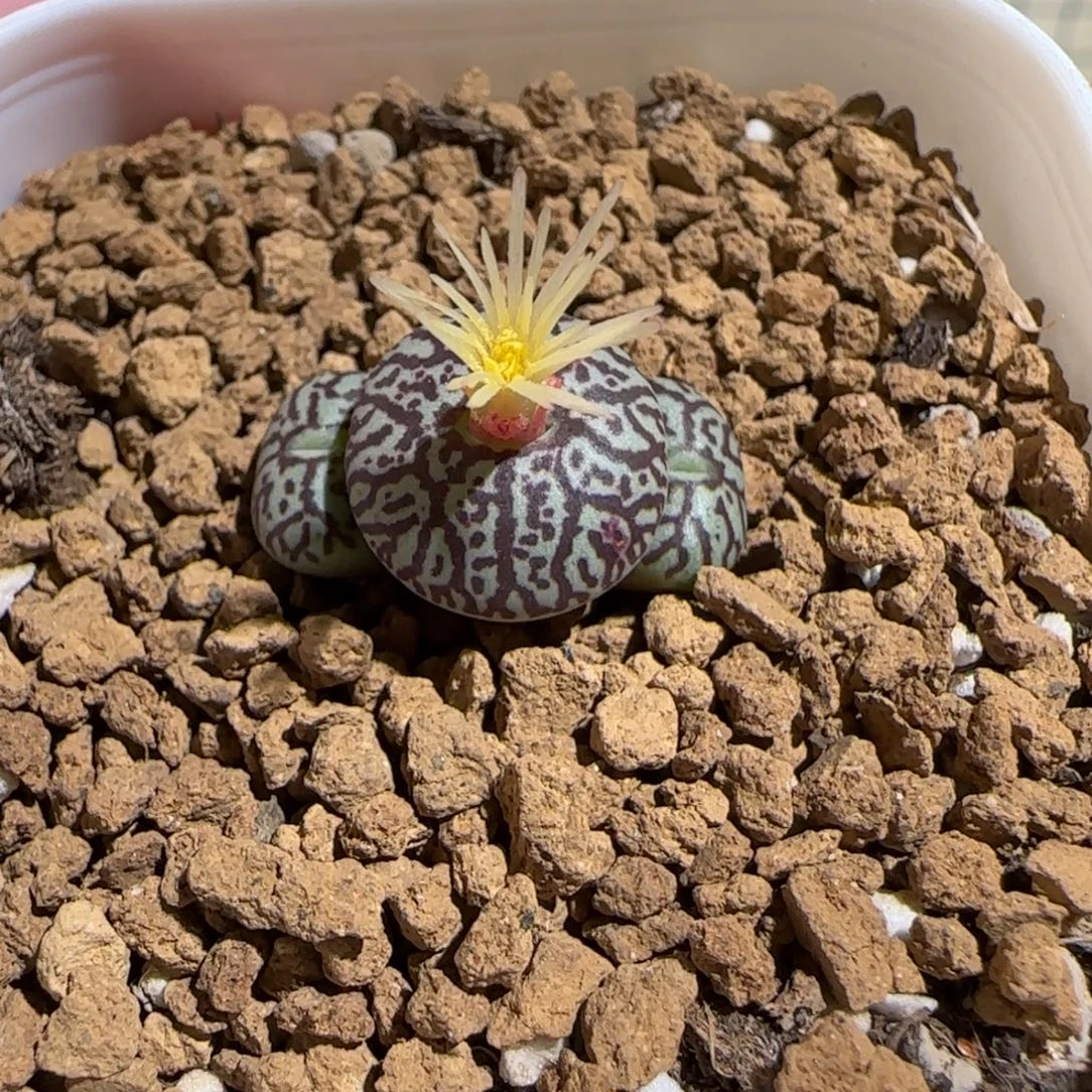 肉锥多肉植物组合-墨1159