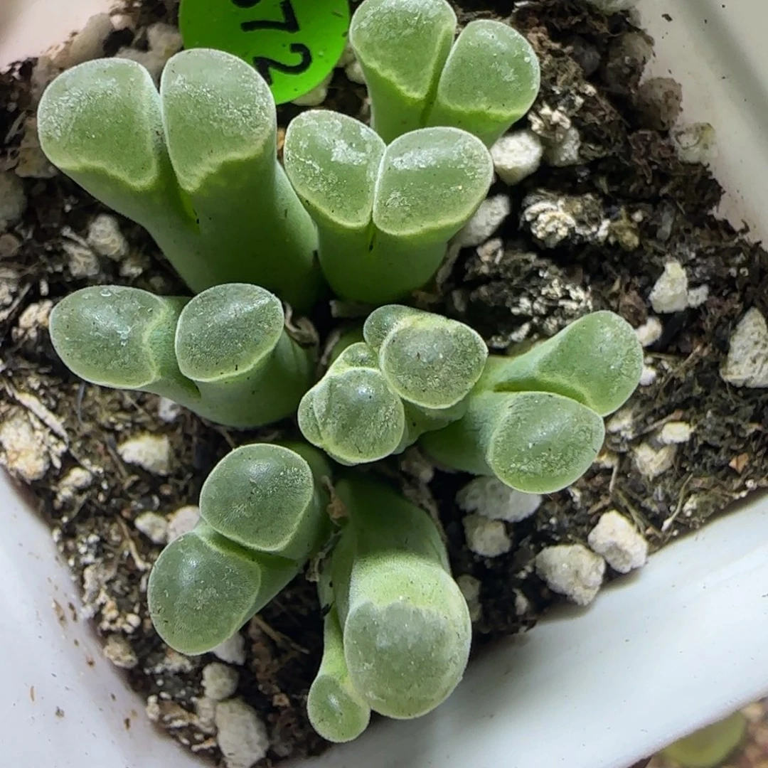 带锦漂亮多肉植物572